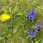 Chesa Azalea 2 By Interhome דירה