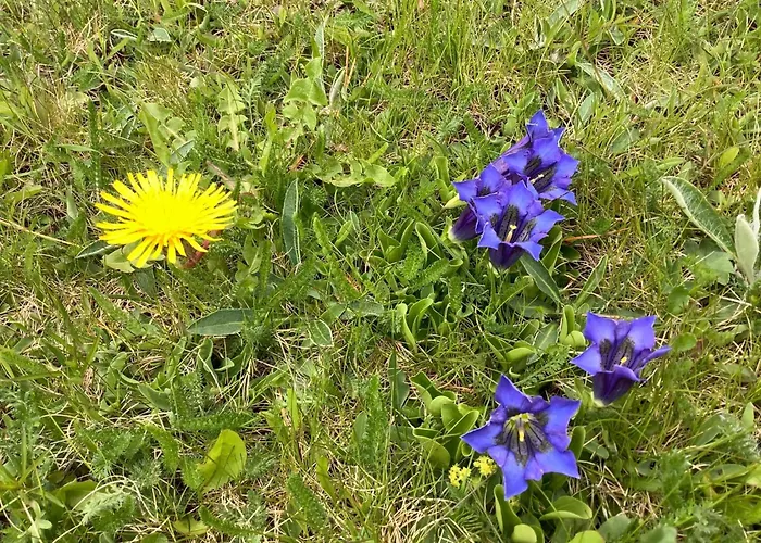 Chesa Azalea 2 By Interhome Διαμέρισμα